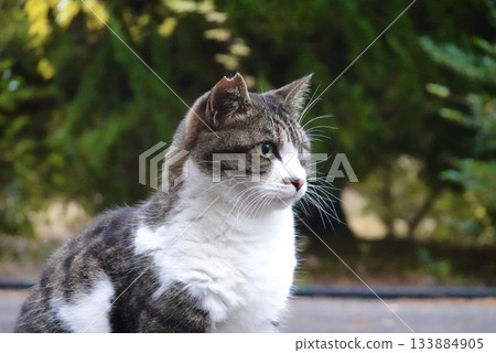A gentle brown and white cat A gentle brown and white cat 133884905