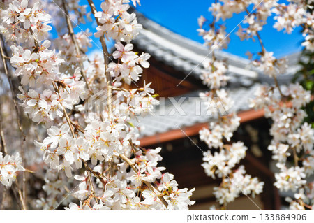 京都本滿寺的垂枝櫻花(京都府京都市上京區) 京都本滿寺的垂枝櫻花(京都府京都市上京區) 133884906