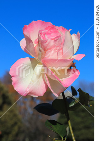 Colorful roses in full bloom Colorful roses in full bloom 133884926