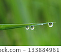 Water droplets 133884961