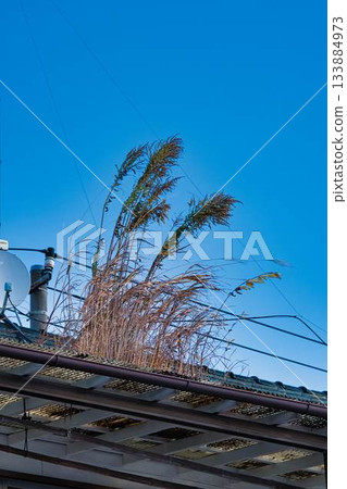 屋頂上的雜草 133884973