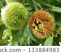 Chestnut fruit 133884983