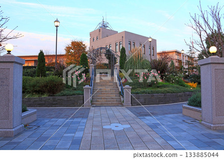Bluff 99 Garden with roses in bloom 133885044