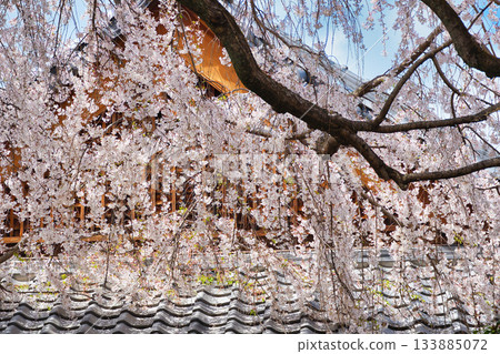 京都本滿寺的垂枝櫻花(京都府京都市上京區) 京都本滿寺的垂枝櫻花(京都府京都市上京區) 133885072