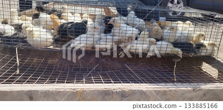 A wire cage filled with numerous fluffy chicks of various colors, including white, yellow, and black. They huddle together, suggesting a farm or market setting 133885166