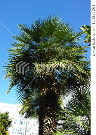 Palm tree under clear blue sky in sunny city 133885261