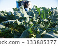 農民們正在採摘西蘭花 133885377