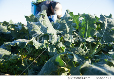 農民們正在採摘西蘭花 133885377