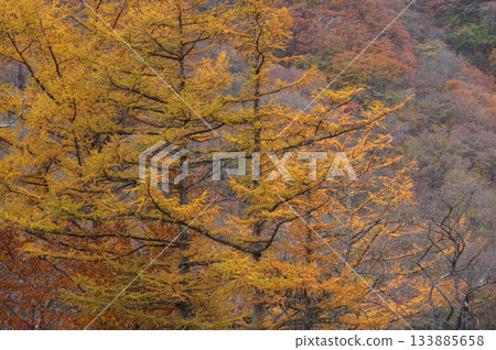 Autumn leaves on Mount Haruna, Prefectural Haruna Park Autumn leaves on Mount Haruna, Prefectural Haruna Park 133885658