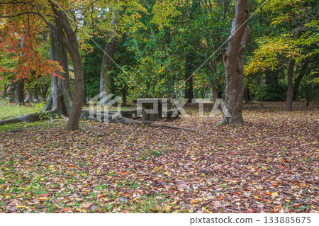 The forests of Kyoto Gyoen 133885675