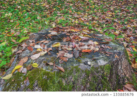 Kyoto Gyoen Forest: A large tree stump covered with fallen leaves 133885676