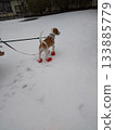 Dog with shoes in the snow 133885779