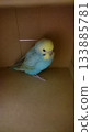 My newly adopted budgerigar 133885781