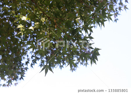 藍天和樹木 藍天和樹木 133885801