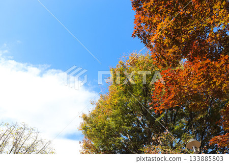Blue sky and trees Blue sky and trees 133885803
