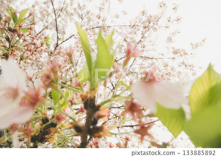 櫻花 櫻 賞櫻 133885892