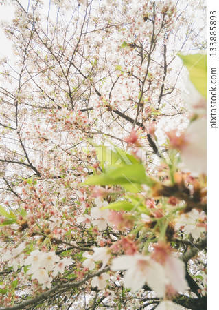 櫻花 櫻 賞櫻 133885893