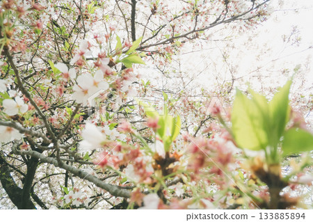 cherry blossom, cherry tree, cherry tree in leaf 133885894