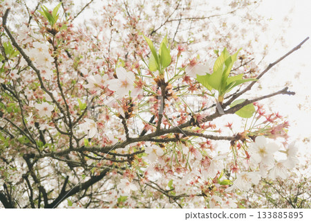 cherry blossom, cherry tree, cherry tree in leaf 133885895