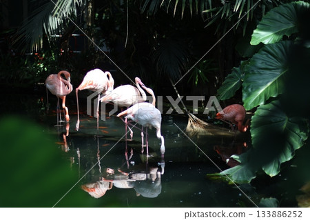 Beautiful pink flamingos in dark garden. 133886252