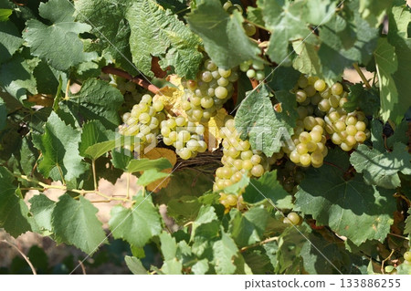Delicious yellow grape in French grape field. Delicious yellow grape in French grape field. 133886255