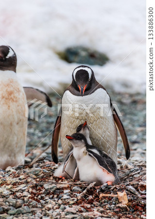 Gentoo Penguins in Antarctica 133886300