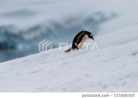 Gentoo colony at Danco Island Gentoo colony at Danco Island 133886305