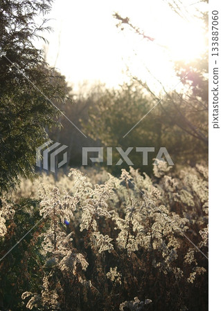A view of white fluff spreading across a field at dusk A view of white fluff spreading across a field at dusk 133887060