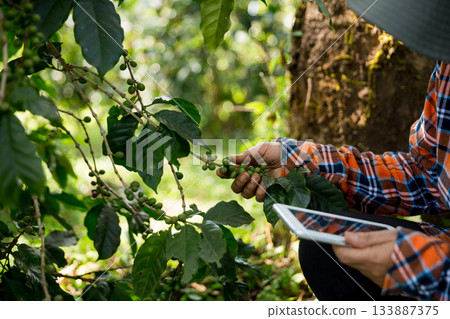 Farmer concept harvest hand ripe coffee seed robusta arabica berry close up fresh green leaf bean picking orange crop red yellow berries raw plant tree farm growth blur background eco organic garden Farmer concept harvest hand ripe coffee seed robusta arabica berry close up fresh green leaf bean picking orange crop red yellow berries raw plant tree farm growth blur background eco organic garden 133887375