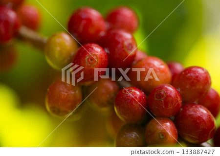 Farmer concept harvest fruit ripe coffee seed robusta arabica berry close up fresh green leaf bean picking orange crop red yellow berries raw plant tree farm growth blur background eco organic garden 133887427