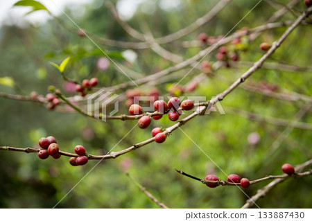 Farmer concept harvest fruit ripe coffee seed robusta arabica berry close up fresh green leaf bean picking orange crop red yellow berries raw plant tree farm growth blur background eco organic garden 133887430