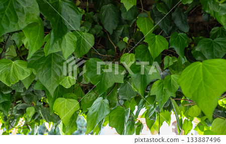 English Ivy green leaves, Hedera helix Green Ripple. Green background with leaves of climbing plant English Ivy green leaves, Hedera helix Green Ripple. Green background with leaves of climbing plant 133887496
