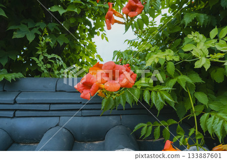 Summer Scenery with Red Trumpet Vine Flowers and Green Leaves Blooming over a Blue Tiled Wall Summer Scenery with Red Trumpet Vine Flowers and Green Leaves Blooming over a Blue Tiled Wall 133887601