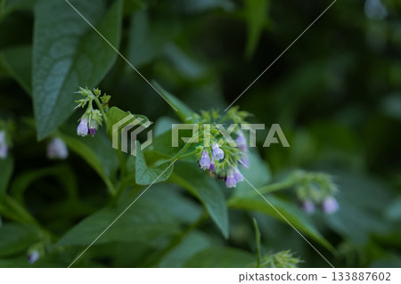 Close-up of Light Purple Wildflower Focused on a Dark Background 133887602