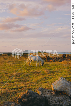 White Horse Grazing near a Stone Wall in a Jeju Pasture with the Ocean in the Background at Sunset White Horse Grazing near a Stone Wall in a Jeju Pasture with the Ocean in the Background at Sunset 133887609