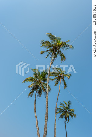 Coconut trees on blue sky background in a summer tropical environment. Coconut trees on blue sky background in a summer tropical environment. 133887615