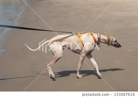 A Sloughi dog Arabian greyhound on a walk outdoors on a sandy beach 133887618