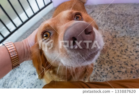 Close up of a dog nose and human hand outdoors Close up of a dog nose and human hand outdoors 133887620