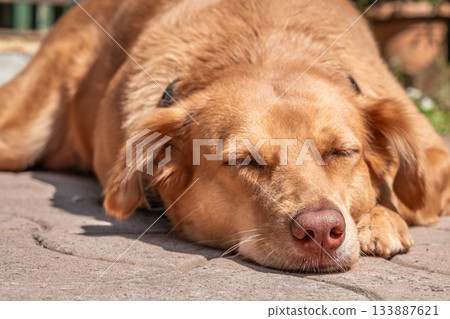 Close up of a sleeping dog face outdoor on concrete floor. 133887621