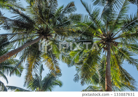 Coconut trees on blue sky background in a summer tropical environment. 133887631