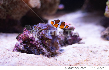 Clown fish in the deep sea. Exotic colorful fish in clear water. Blurred background.  133887748