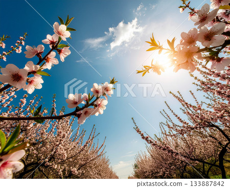 Brightly colored peach blossoms 133887842