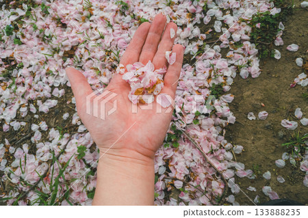 櫻花 櫻 賞櫻 133888235