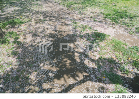 cherry blossom, cherry tree, spring 133888240