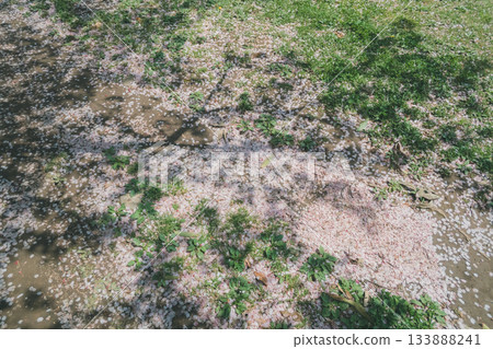 櫻花 櫻 賞櫻 133888241