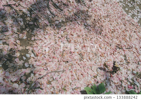 桜吹雪 櫻吹雪 落櫻如雪 133888242