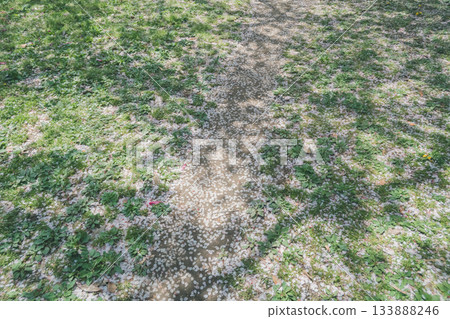 櫻花 櫻 賞櫻 133888246