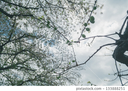 梅花 梅 梅子 133888251