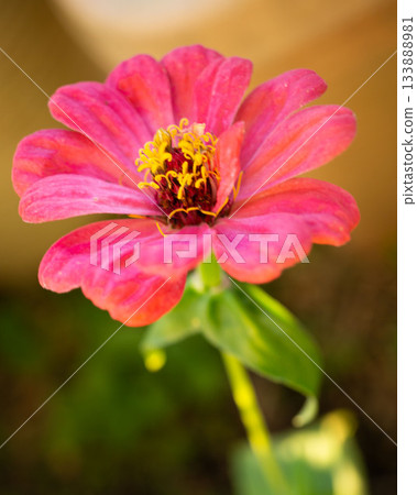 Zinnia: Beautiful bright pink flowers 133888981