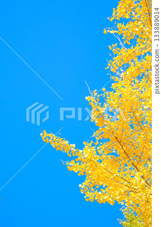 Golden ginkgo leaves under the blue sky 133889014